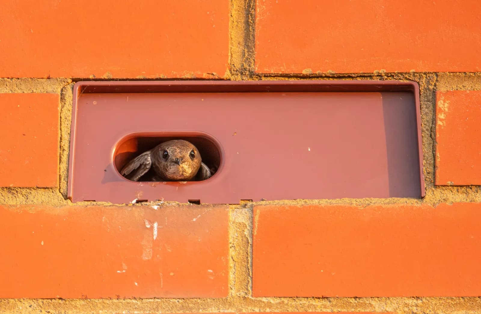 A small brown bird with dark eyes peeks out from a rectangular opening in a red brick wall.